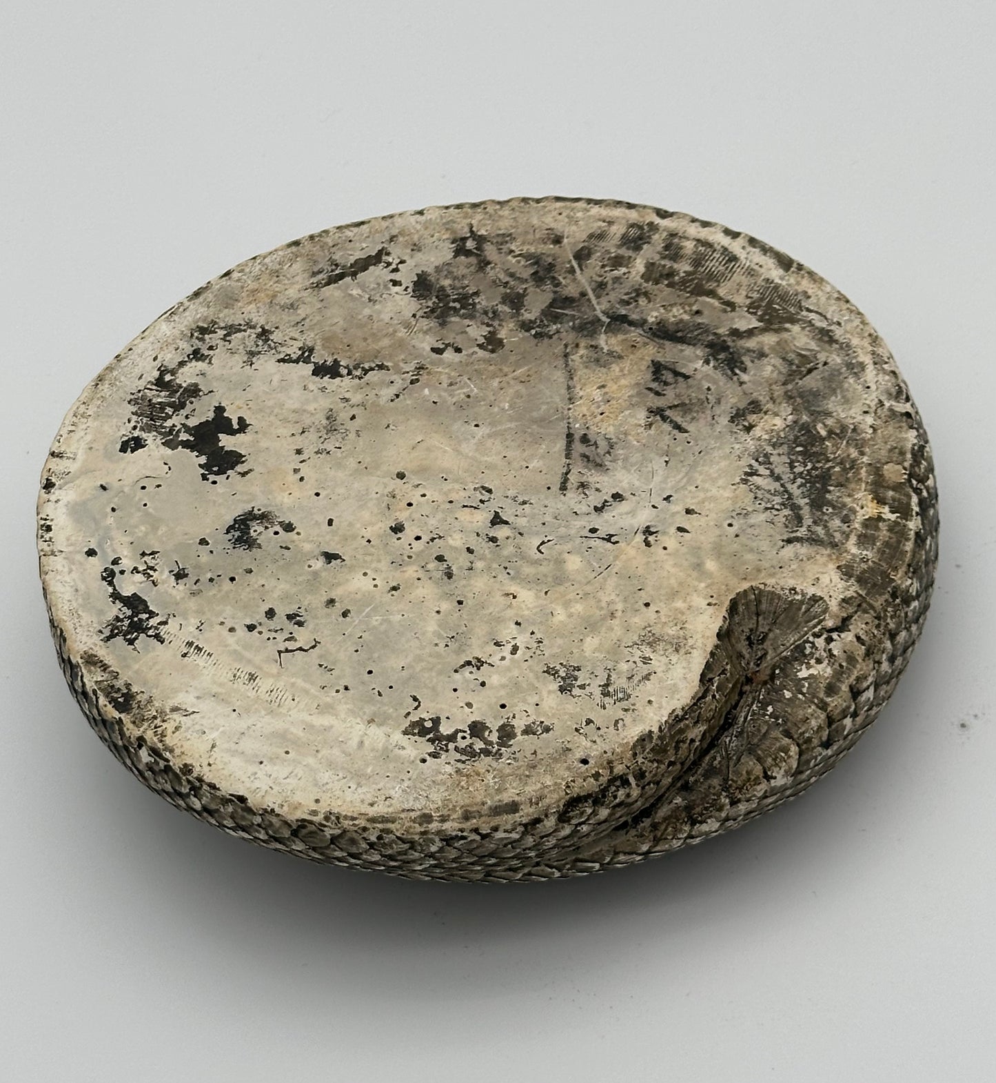 Novelty Chalkware Rattlesnake